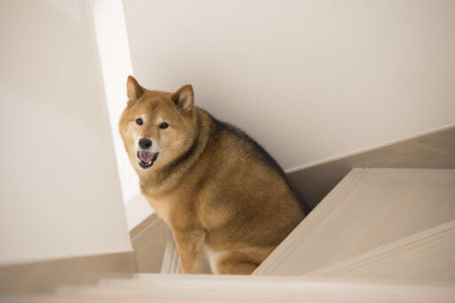 階段の犬