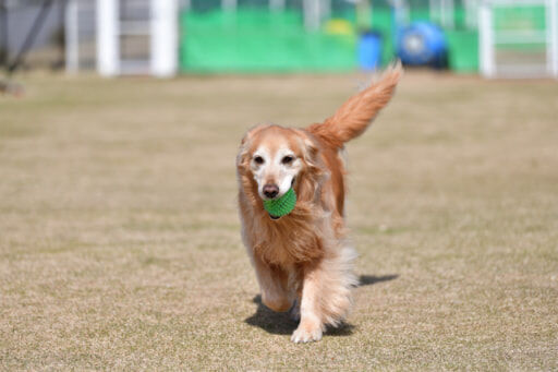 ゴールデンレトリバー