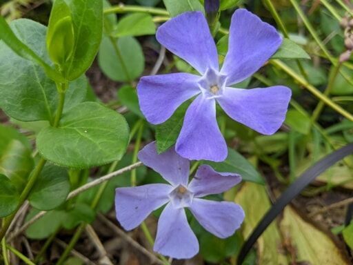 ブルーの花びらがかわいいツルニチニチソウ