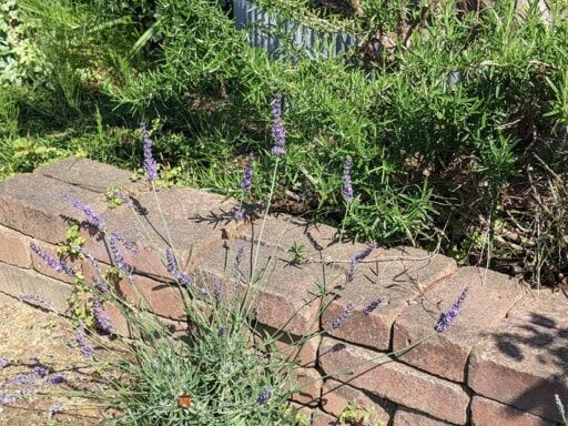 レンが組んで花壇をつくる