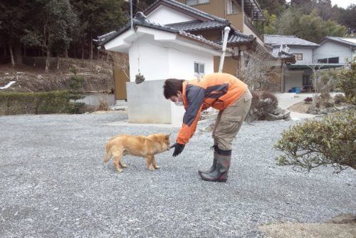 震災から4年…今も被災地では飼い主と離れたペットが放置状態？