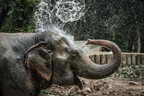 象の鼻に入る水は9リットル！知られざる動物の数字トリビア6つ