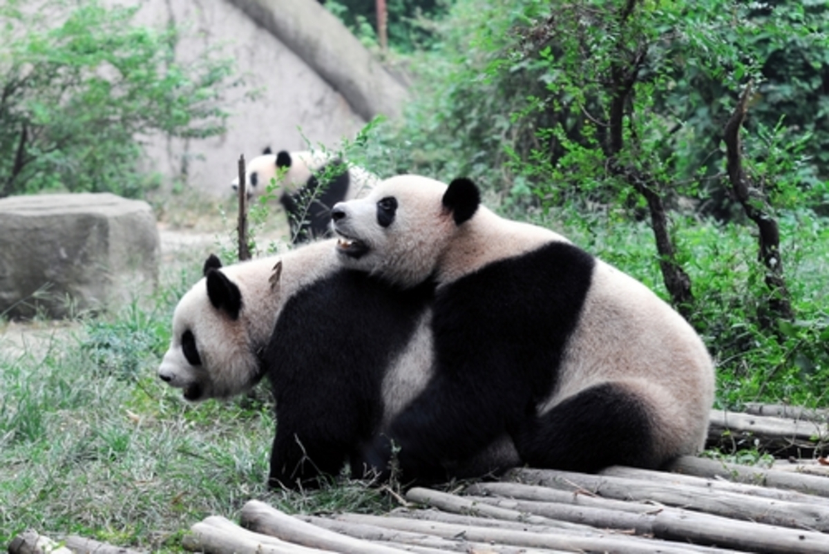 パンダの交尾は最長18分3秒 動物のビックリ 性 事情10個 2015年5月10日 ウーマンエキサイト 1 4