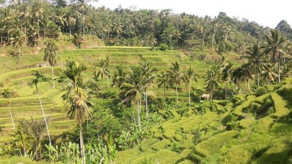 11月〜3月が雨季のバリ！通好みの雨季の魅力とは