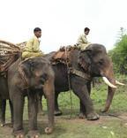 ミャンマーで象と触れ合おう「ポーチャー・エレファント・キャンプ」
