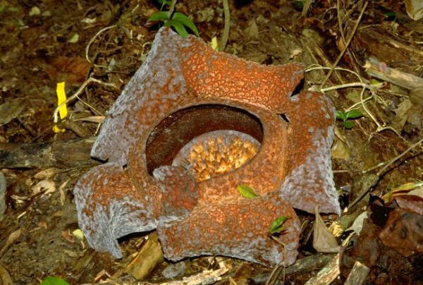 私たちが知らない。世界遺産を知れば東南アジアが分かる