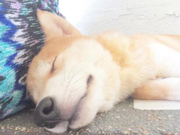 タイのホアヒンで柴犬だけの犬カフェが大人気