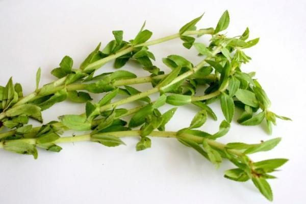 ベトナム料理をさらに美味しくするハーブとは？