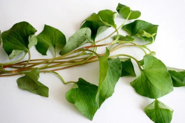 ベトナム料理をさらに美味しくするハーブとは？