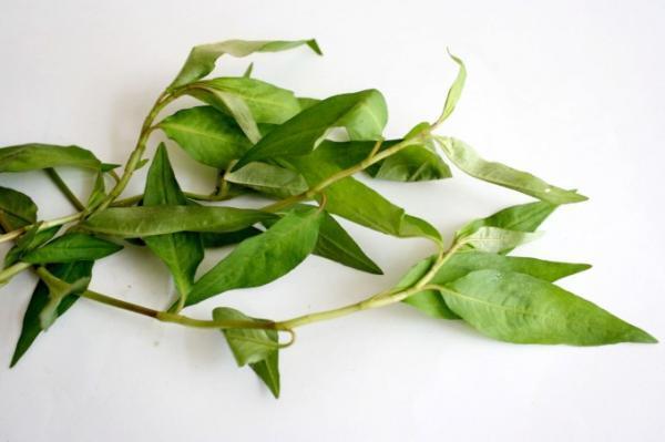 ベトナム料理をさらに美味しくするハーブとは？