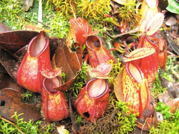 マレーシアの世界自然遺産で登山や洞窟探検を楽しもう！