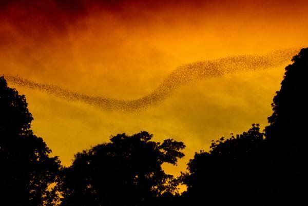 マレーシアの世界自然遺産で登山や洞窟探検を楽しもう！