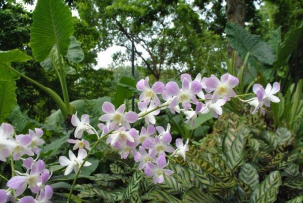 祝！シンガポール初の世界遺産はあの美しい人気スポット