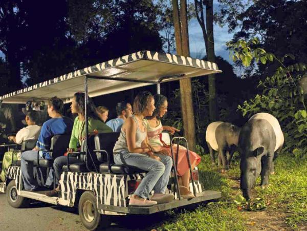 スリリングな夜を！シンガポールの観光定番「ナイトサファリ」