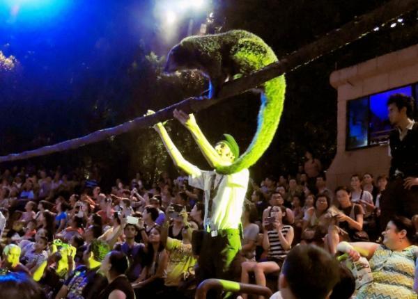 スリリングな夜を！シンガポールの観光定番「ナイトサファリ」