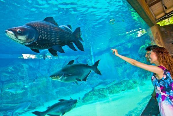 淡水生物とパンダが主役！シンガポール「River Safari（リバーサファリ）」