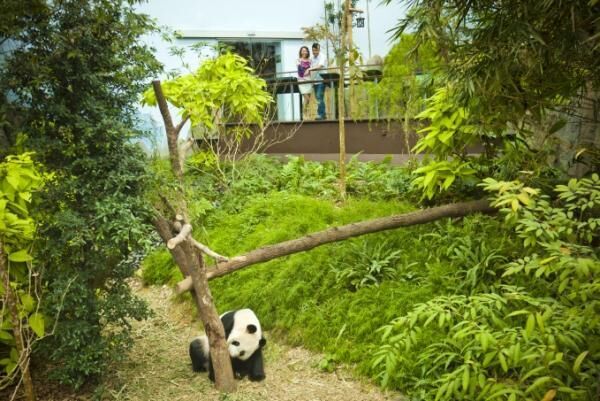 淡水生物とパンダが主役！シンガポール「River Safari（リバーサファリ）」