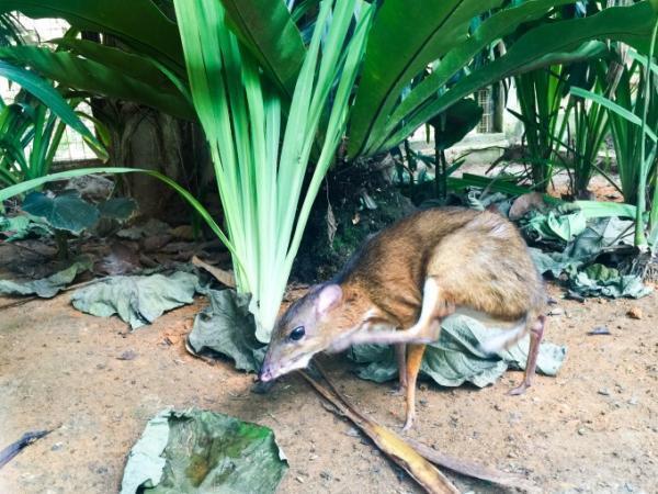 クアラルンプールにある都会のオアシス「ペルダナボタニカルガーデン」