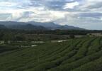 週末トリップ！タイ・チェンライの山奥に広がる茶畑と雲南料理