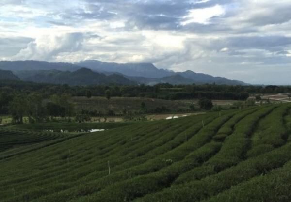 週末トリップ！タイ・チェンライの山奥に広がる茶畑と雲南料理