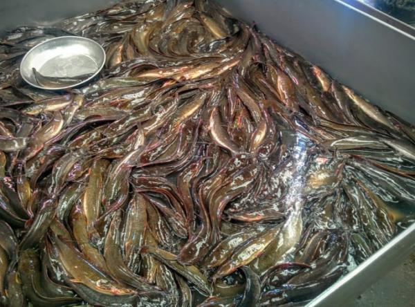 広がるディープな世界！バンコクでローカル市場見学