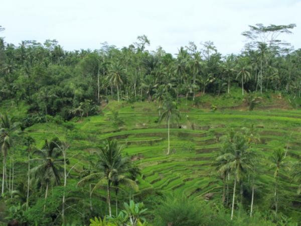 神々の棲むインドネシアの島々に点在する世界文化遺産