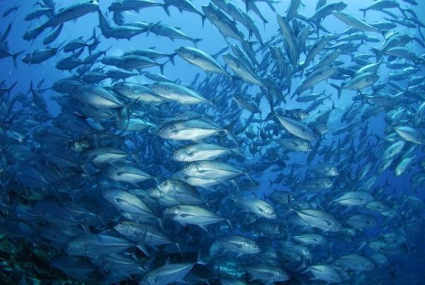 ダイバーから改めて注目を集める「フィリピン・ボホール島」