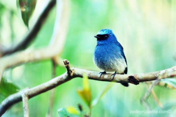 鳥が主役の祭典「バード・フェスティバル」ボルネオ島で開催