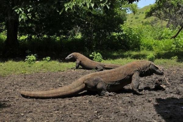 インドネシアの自然遺産はコモドドラゴンにオランウータンと動物祭り！