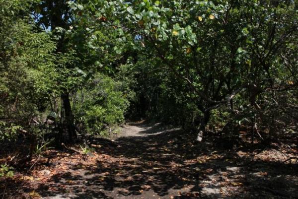 インドネシアの自然遺産はコモドドラゴンにオランウータンと動物祭り！