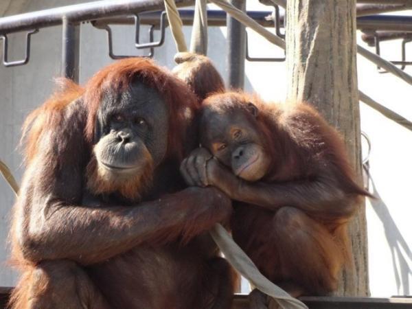 インドネシアの自然遺産はコモドドラゴンにオランウータンと動物祭り！