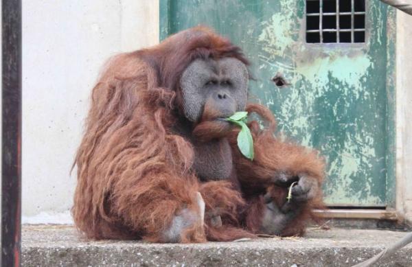 インドネシアの自然遺産はコモドドラゴンにオランウータンと動物祭り！