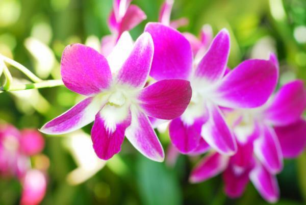 商談に花が咲く！東南アジアでビジネスマンに喜ばれるおみやげ