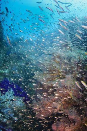 季節限定のダイビングスポット！マレーシア、レダン島の濃密な海へ！