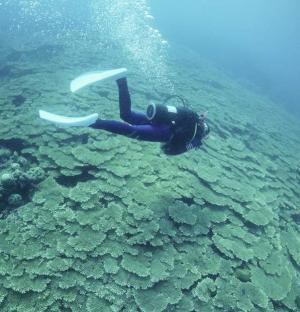季節限定のダイビングスポット！マレーシア、レダン島の濃密な海へ！