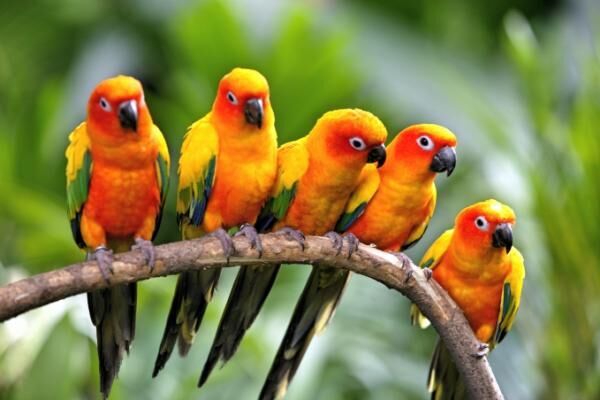 世界有数の鳥の楽園！シンガポール「ジュロン・バード・パーク」