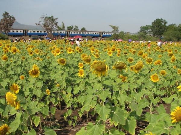 ひまわり畑に臨時停車！バンコク発「ひまわり列車」の旅