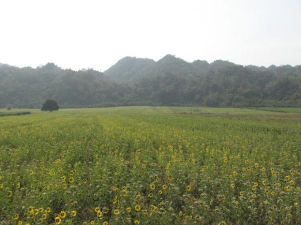 ひまわり畑に臨時停車！バンコク発「ひまわり列車」の旅