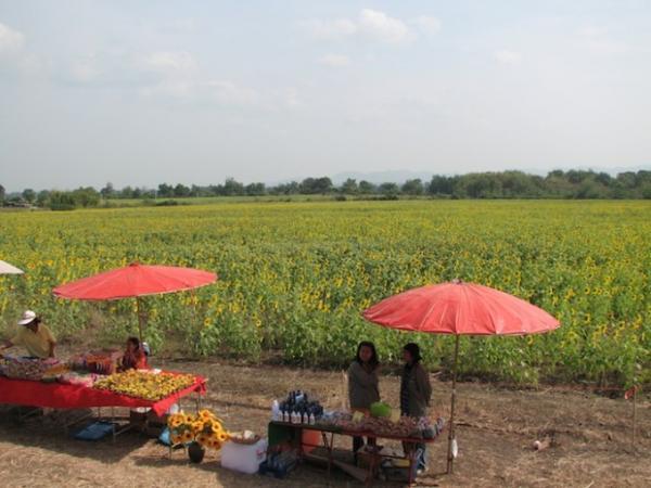 ひまわり畑に臨時停車！バンコク発「ひまわり列車」の旅