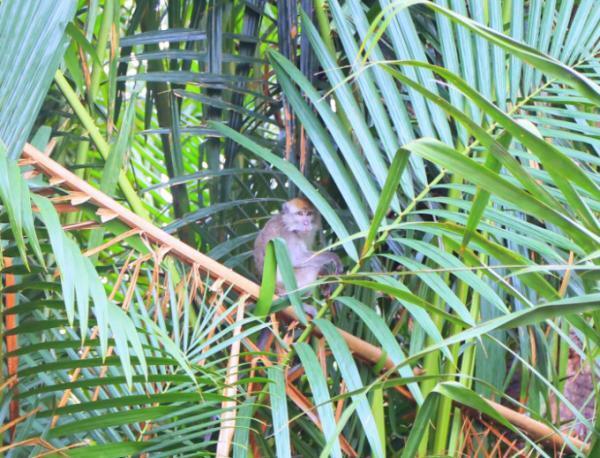 大自然に魅せられて！ネイチャーリゾート「ボルネオ島」