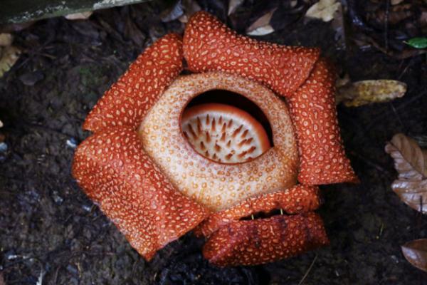 大自然に魅せられて！ネイチャーリゾート「ボルネオ島」