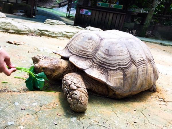 クアラルンプール近郊のふれあい動物園「Farm in the city」