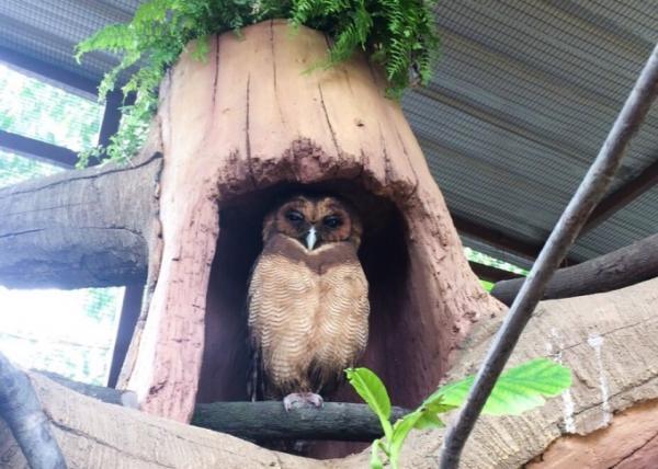 クアラルンプール近郊のふれあい動物園「Farm in the city」