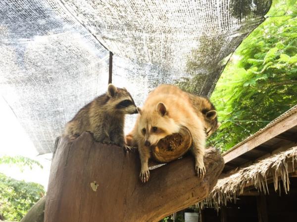 クアラルンプール近郊のふれあい動物園「Farm in the city」