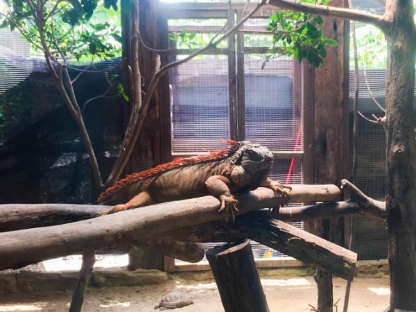 クアラルンプール近郊のふれあい動物園「Farm in the city」