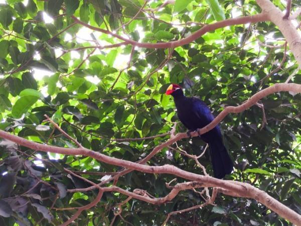 クアラルンプール近郊のふれあい動物園「Farm in the city」
