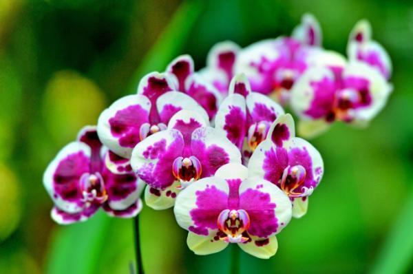 シンガポール国立公園に出かけよう！2015年10月開催のワークショップ