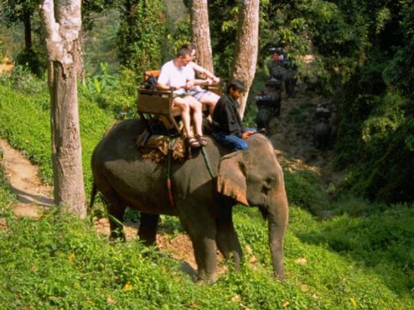 チェンマイのエレファント・キャンプでゾウと触れ合う