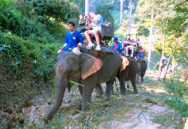 チェンマイのエレファント・キャンプでゾウと触れ合う
