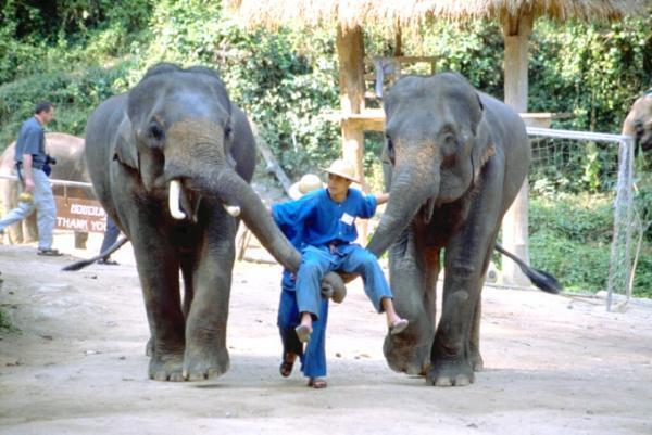 チェンマイのエレファント・キャンプでゾウと触れ合う